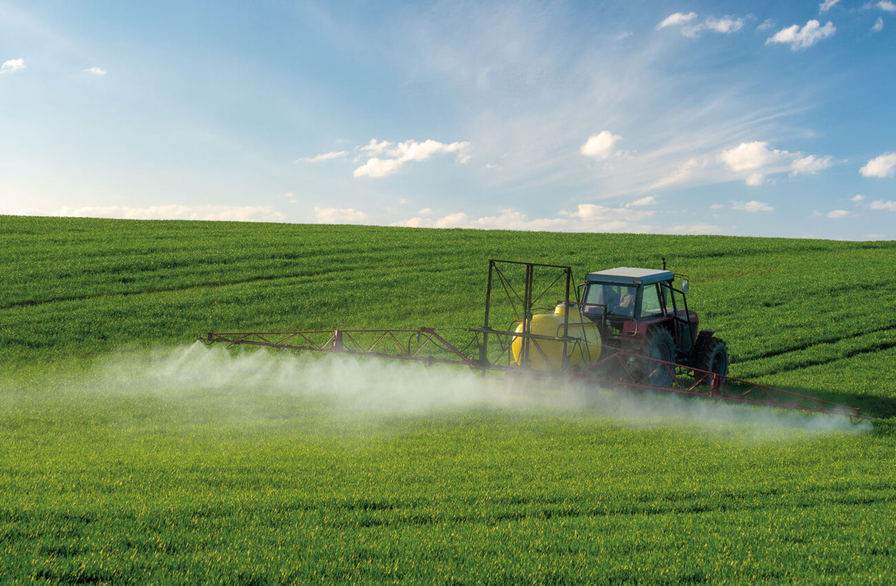 Farmer spraying green wheat field